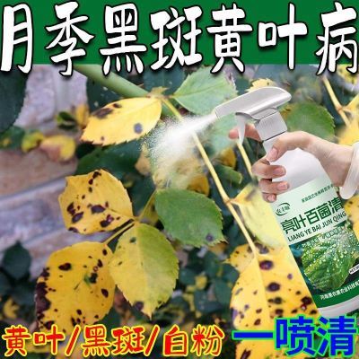 月季花黄叶子急救叶黄黑斑病锈病掉叶斑病枯萎灰霉病白粉病通用型