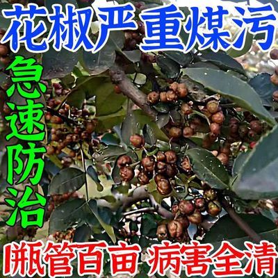 花椒病害药花椒炭疽病煤污病流胶病锈病全治哈茨木霉菌强效杀菌剂