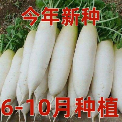 四季耐热白萝卜夏秋种籽耐高温耐热萝卜杂交40天萝卜种子泡菜白