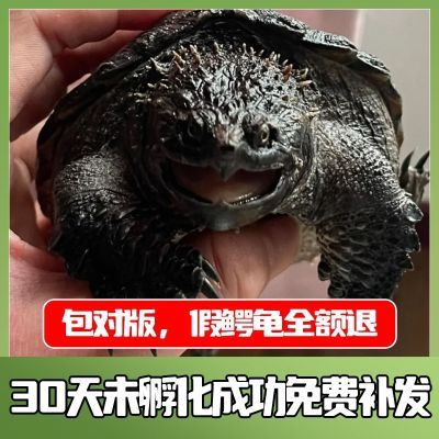 纯佛鳄龟可孵化受精蛋鳄龟蛋纯佛受精蛋可孵化宠物龟水龟可孵化龟