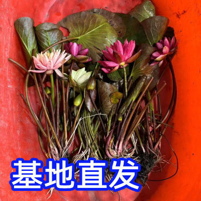 精品睡莲带花苞成品苗荷花水养莲花鱼缸盆栽水培植物庭院阳台