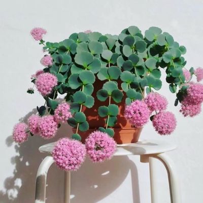 【新品】垂吊型 花卉八宝景天 耐热耐寒耐旱植物花园阳台盆栽花