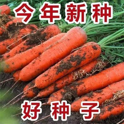 【今年新种】红胡萝卜种子高产九寸三红胡萝卜籽耐热蔬菜种子大全