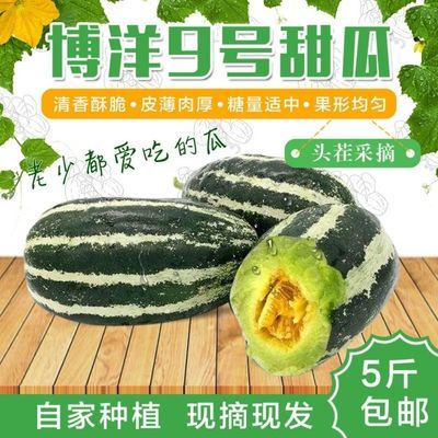 【超低价】正宗博洋9号甜瓜香瓜新鲜应季水果甜香脆甜一整箱包邮