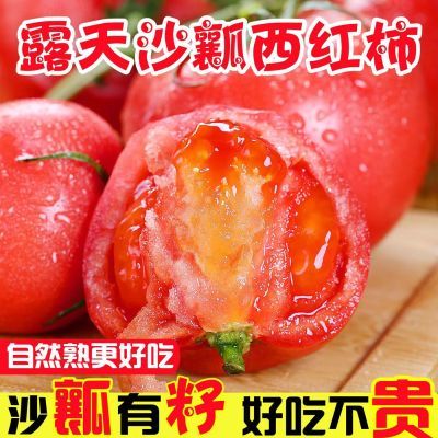 现摘新鲜沙瓤西红柿自然熟番茄农家水果生吃番茄大果当季正宗番茄