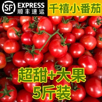 【顺丰包邮加冰袋】正宗山东千禧小番茄小甜甜现摘现发应季樱桃