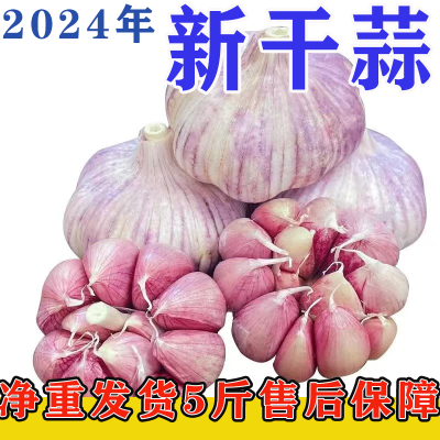 2024年大蒜头新干蒜5斤紫皮特级种籽批发新鲜蒜瓣蒜种子大祘