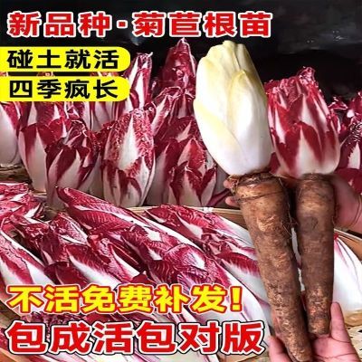 紫红玉兰一年四季多年生菊苣软化盆栽阳台玉兰菜易活耐寒基地直发