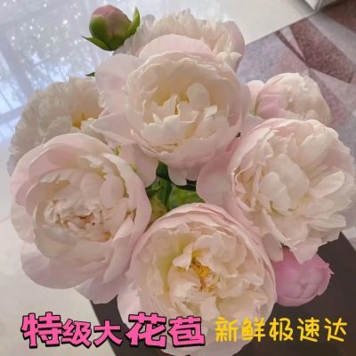 特惠菏泽重瓣芍药大花苞鲜切花水培插花客厅花卉懒人组合基地直发