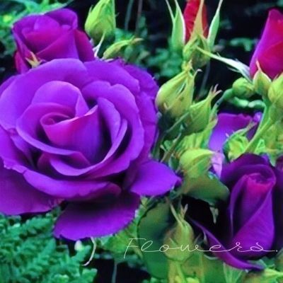 正宗紫色玫瑰老桩四季浓香大花叠瓣庭院室内开花快懒人好养