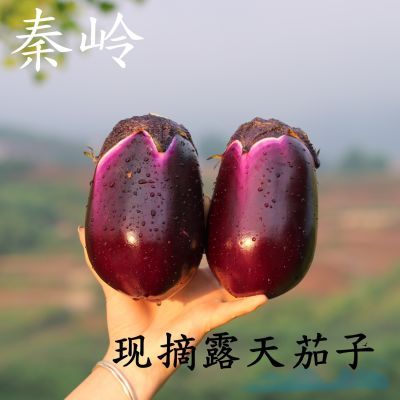 秦岭新鲜紫皮茄子本地农家自种椭圆茄子当季现摘嫩茄3斤5斤包邮