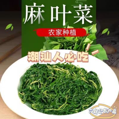 潮汕特产麻叶菜新鲜绿色蔬菜精选枝头脱水麻叶熟食杂咸配粥真空装