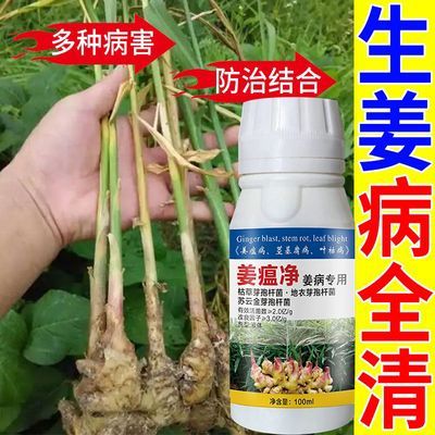 大姜专用药姜温病烂脖子叶斑病根腐黄叶病生姜专用杀菌剂