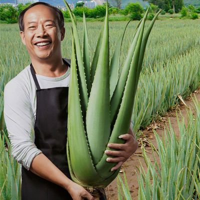 清仓库拉索芦荟新款盆栽可食用芦荟室内美容院补水灌肤库拉索芦荟