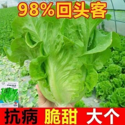 生菜籽种子四季播种抗热奶油生菜玻璃意大利生菜阳台庭院蔬菜种子