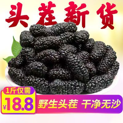 新疆特级野生黑桑葚干桑椹大颗粒泡茶泡酒食用免洗无沙250g/500g