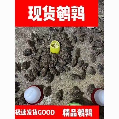 活体鹌鹑鸟10只装成年鹌鹑青年下蛋阳台宠物下蛋萌宠芦丁鸡产蛋王