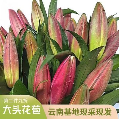 香水百合鲜花云南基地现采现发客厅办公室摆设婚庆花束水养水培花