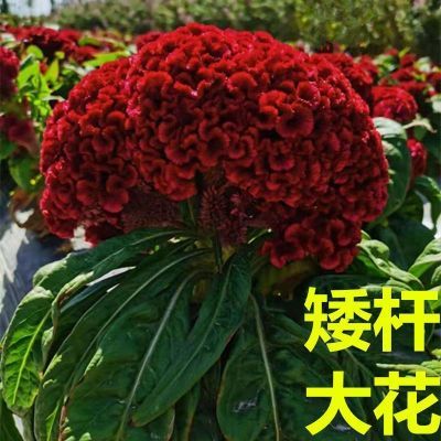 红花鸡冠花种子春季耐热易活阳台盆栽室外庭院花卉凤尾鸡冠花花籽