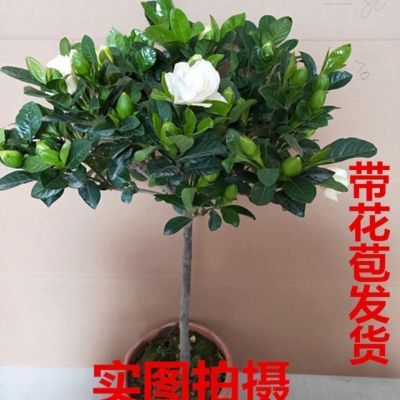 独杆大叶牡丹栀子花盆栽大树苗持久开花绿植名贵花客厅浓香型花苞