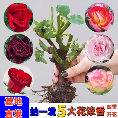 玫瑰月季四季开花大花浓香家庭户外美观绿植云南基地直发玫瑰老桩