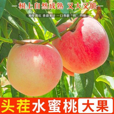 水蜜桃毛桃大桃子孕妇水果10斤新鲜当季应季现摘脆甜水密桃批发