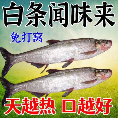 白条鱼饵料野钓鱼食通杀拉丝粉小药钓鱼食料窝料钓鱼用品白条专用