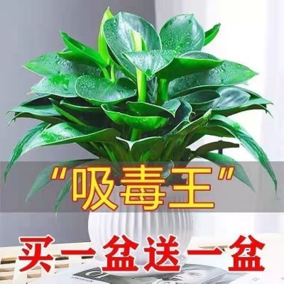 【吸甲醛植物】大叶金钻盆栽室内绿植办公室客厅四季常青土培水培