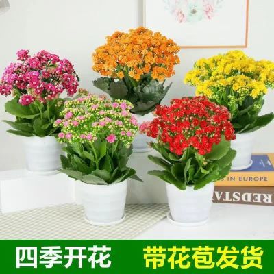 【带花苞发货】长寿花 长寿花盆栽 花卉重瓣阳台室内绿植四季开花