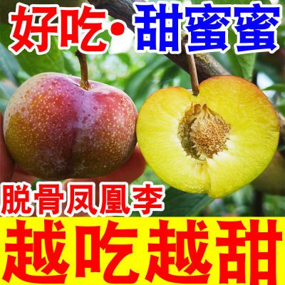 【凤凰脆李】正宗四川五月脆脱骨脆红李子当季新鲜水果超甜茵红李