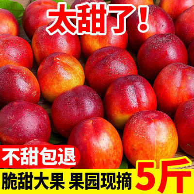 【爆甜】现摘黄心油桃3/5斤水果新鲜黄肉非水蜜桃毛桃脆桃子批发