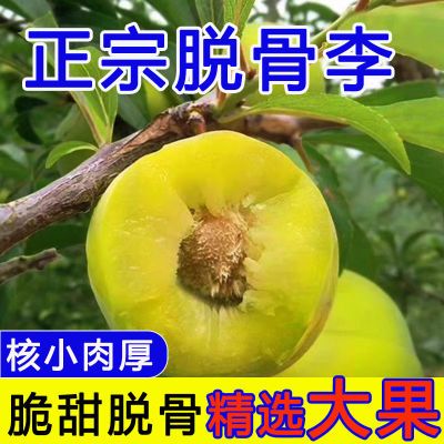 四川李子新鲜批发五月脆凤凰李青半边红茵红李水果青脆李脱骨李