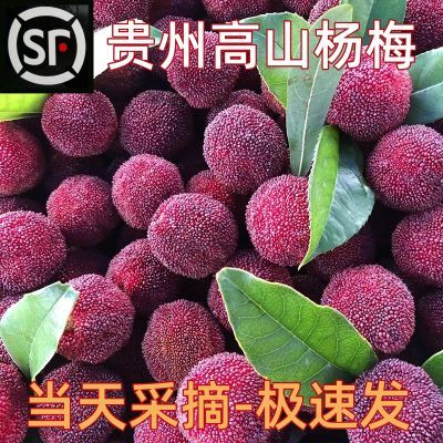 【顺丰】高山杨梅新鲜现摘贵州杨梅酸甜应季水果孕妇水果整箱