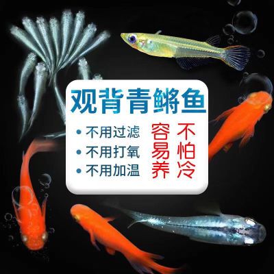 日本观背青鳉鱼苗星光鱼卵淡水冷水鱼小型观赏鱼锦鲤金鱼懒人养鱼