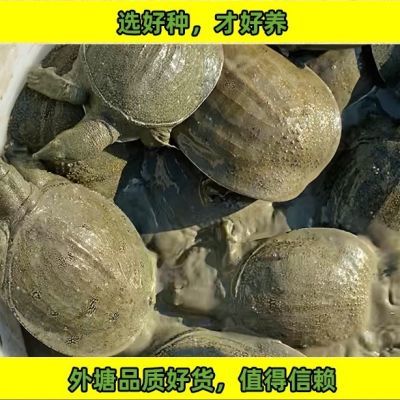 1-4两大甲鱼苗鲜活包邮 外塘养殖中华鳖水鱼团鱼鳖苗野外食用老鳖