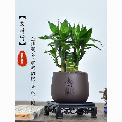 文昌竹四支富贵竹带根植物室内桌面绿植净化空气情绪稳定盆景花卉