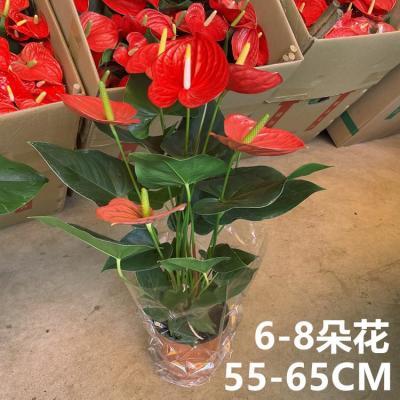 大盆红掌盆栽绿植物大型高大鸿运当头大叶大花室内前台桌面开花