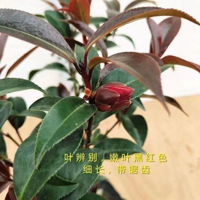 清仓中国红四季茶花(已有小花苞箭)黑骑士茶花福建永福基地直发