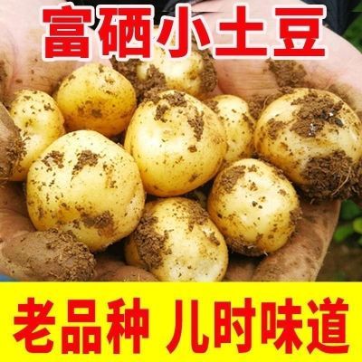 【产地批发价】新鲜富硒小土豆黄心黄皮当季蔬菜马铃薯