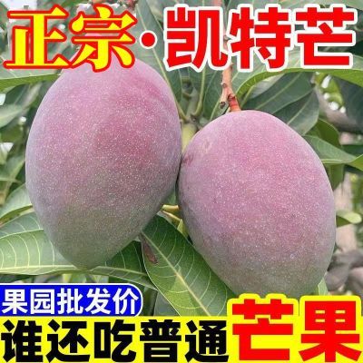 正宗四川攀枝花凯特芒果当季新鲜水果现摘现发凯特大芒果整箱批发