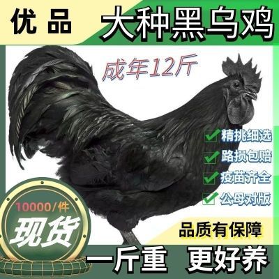 一斤正宗五黑鸡苗脱温活的鸡散养黑乌鸡绿壳蛋鸡乌骨鸡五黑一绿鸡