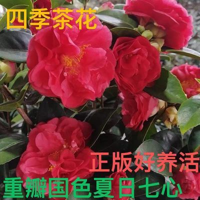 茶花夏日七心四季开花带花苞耐寒庭院办公室阳台四季开花大红红色