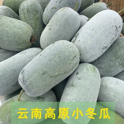 云南小个新鲜农家自种蔬菜迷你小冬瓜清香产地当季东瓜现摘时令瓜