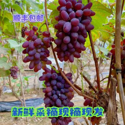 【顺丰包邮】茉莉香葡萄无籽郁金香净2/4斤当季新鲜水果整箱发货