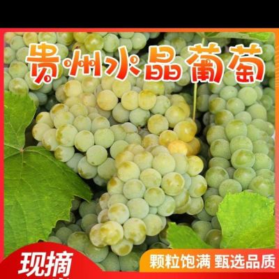 【万人抢购】贵州水晶葡萄现摘发货农家青葡萄应季水果新鲜绿葡萄