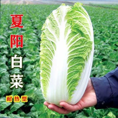 【耐热40度】夏播抗热白菜种夏季大白菜夏阳白50天结球蔬菜种