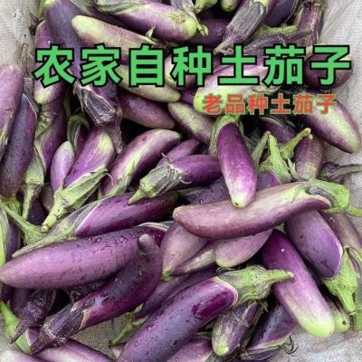 现摘湖南新鲜茄子现摘茄子糯米新鲜蔬菜特小紫色茄子整箱茄子新鲜