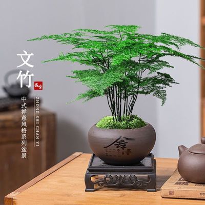 文竹盆栽植物室内花卉盆景客厅办公室桌面小绿植好养云竹四季常青