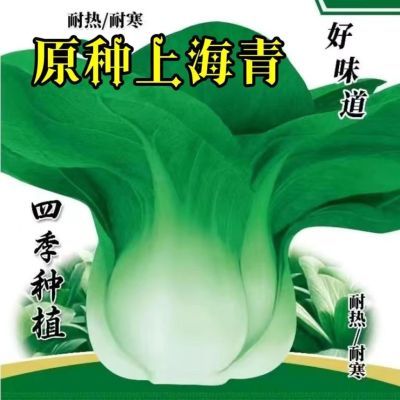 【活动中】四季上海青种 四季春季秋季油菜白菜种子蔬菜种子大全