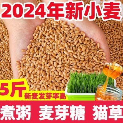 5斤2024新小麦粒猫草育苗麦子粒带皮食用麦芽糖粮食小麦钓鱼打窝